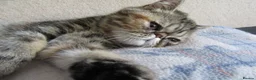 Exotic cats for sale:  Beautiful Exotic female kittens Ready now - Advert 23