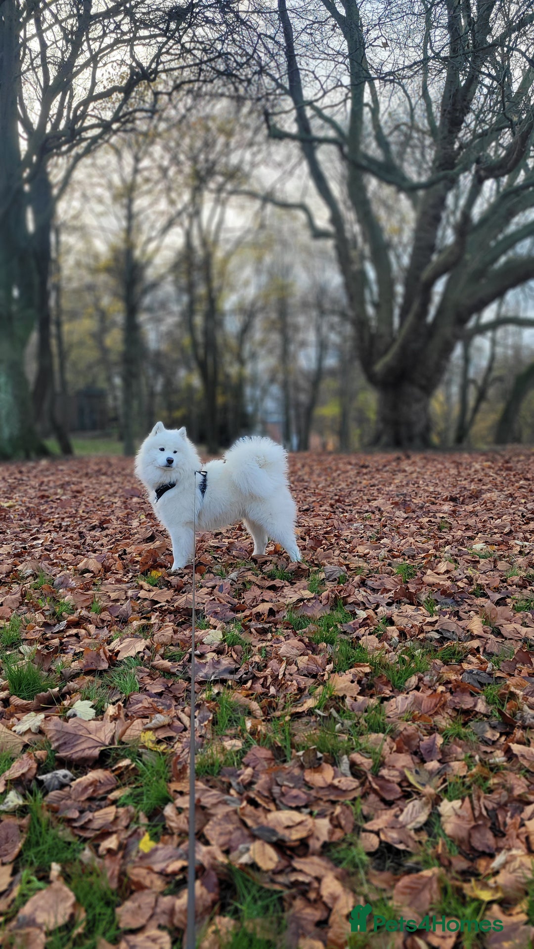 Samoyed dogs for stud: *KC*Beautiful Samoyed For Stud {PROVEN} in Walsall - Image 7