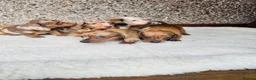 Dachshund dogs for sale: Stunning litter of dachshund pups  - Advert 11