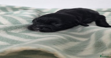 Cocker Spaniel dogs - Advert 8