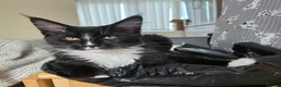 Maine Coon cats for sale: 1 Maine Coon Kitten Needing Home. - Advert 4