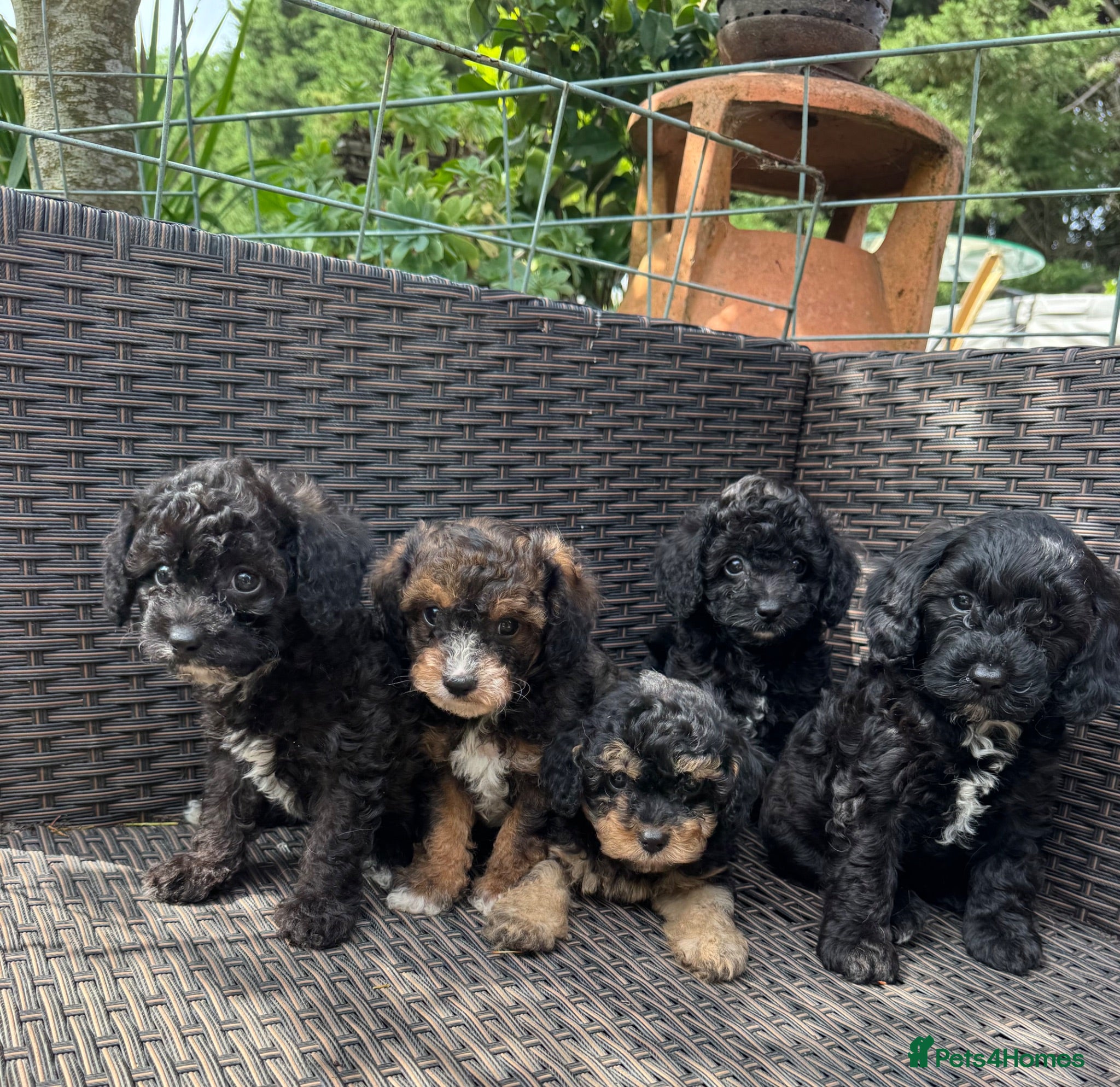 Cavapoochon dogs Cavapoochon pups health tested parents  - Advert 1