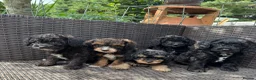 Cavapoochon dogs for sale: Cavapoochon pups health tested parents  - Advert 8