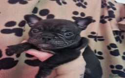 Mixed Breed dogs for sale: French bulldog puppys - Advert 2