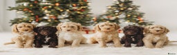 Australian Labradoodle dogs for sale: Australian Labradoodle medium  - Advert 1