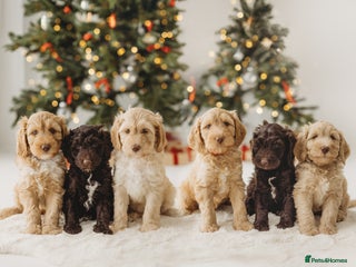 Australian Labradoodle dogs Australian Labradoodle medium - Advert 6