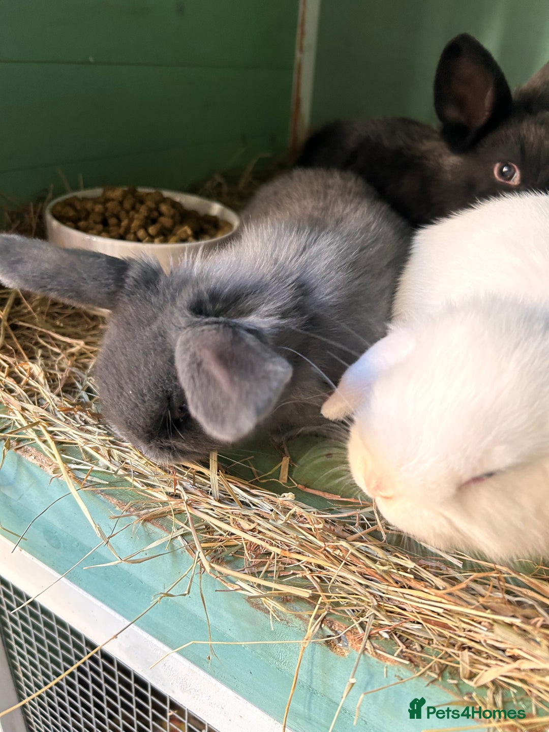 Mixed Breed rabbits for sale: Baby bunnies - Advert 9