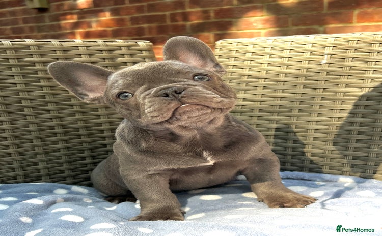French Bulldog dogs - Advert 4