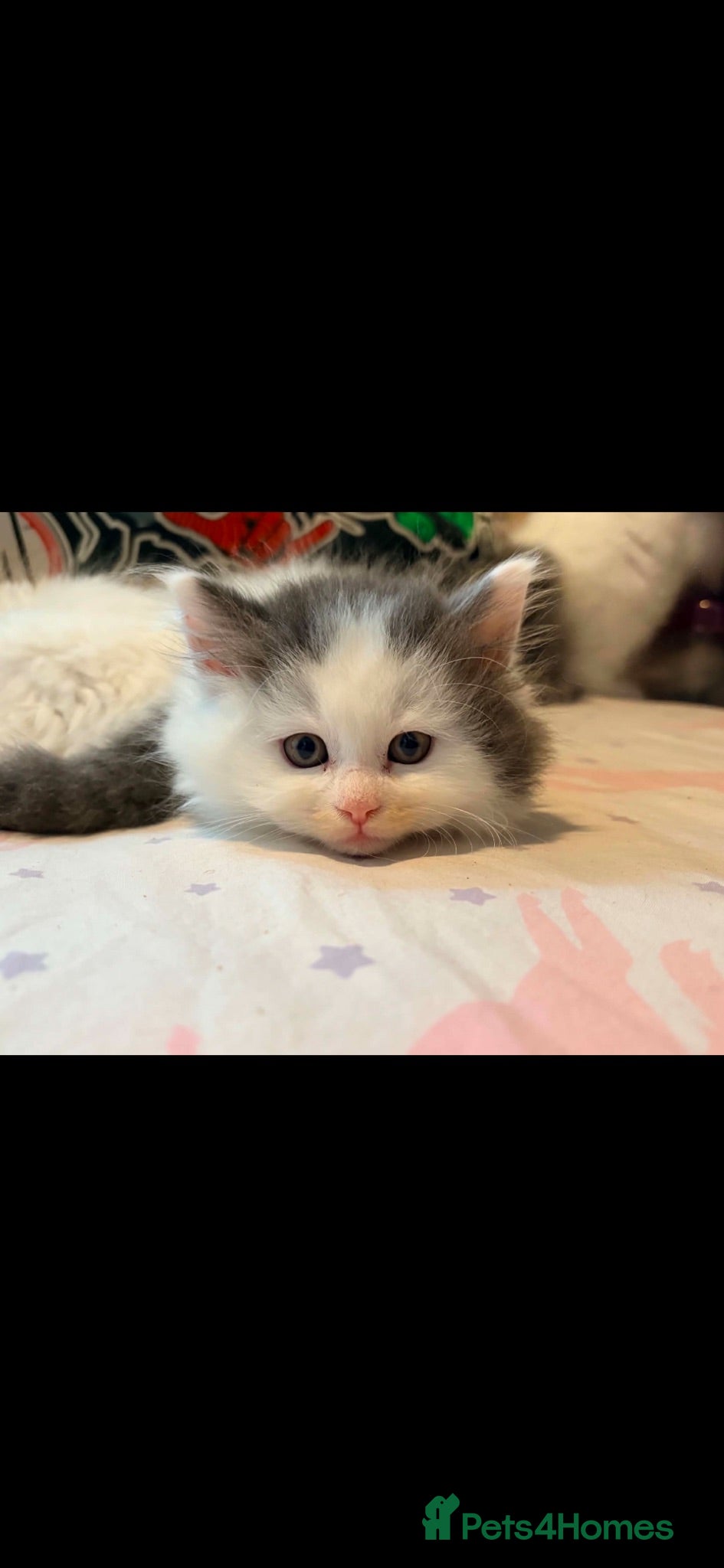 Mixed Breed cats Super cute Mainecoon x Persian  - Advert 1