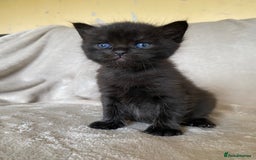 Ragdoll cats for sale: Ragdoll x  - Image 4