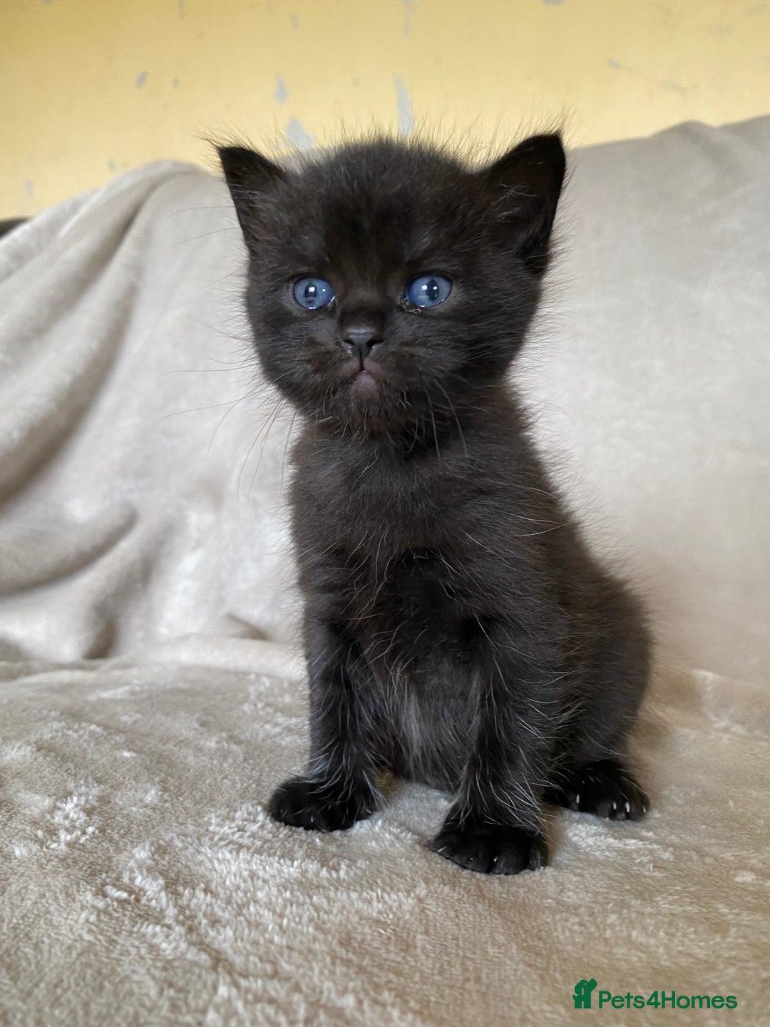 Ragdoll cats for sale: Ragdoll x  - Image 4