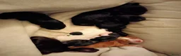 Sprocker dogs for sale: Sprocker in Leicester - Advert 3