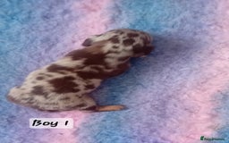 Miniature Dachshund dogs for sale: Miniature Daschund Puppies - Image 6