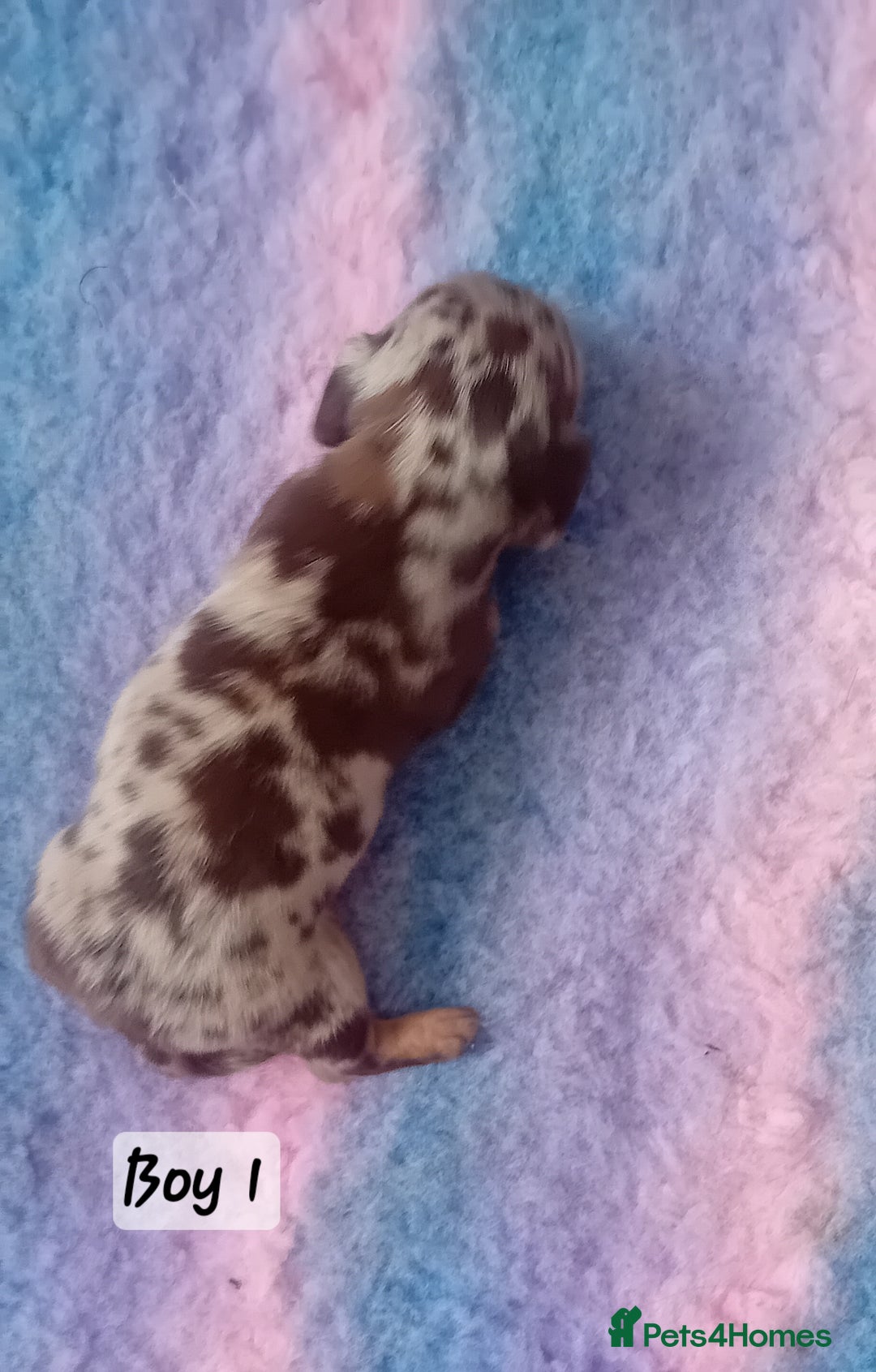 Miniature Dachshund dogs for sale: Miniature Daschund Puppies - Image 6