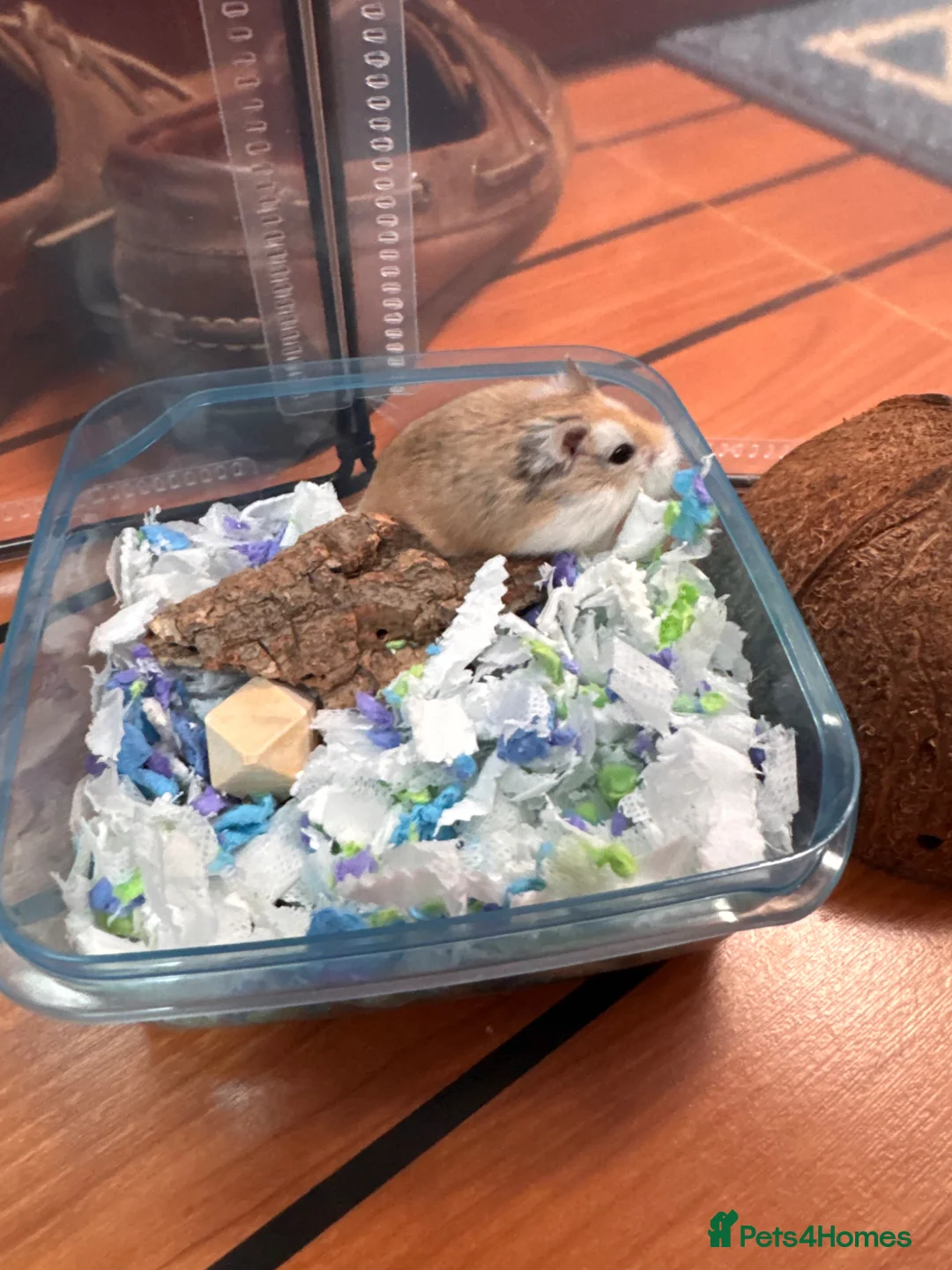 Hamster rodents for sale: Male dwarf hamster 🐹  - Advert 7