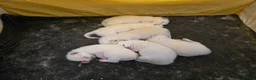 Ragdoll cats for sale: Beautiful Ragdoll Kittens - Advert 7