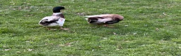 Ducks poultry for sale: Welsh Harlequin & Khaki Campbell Drakes - Advert 4