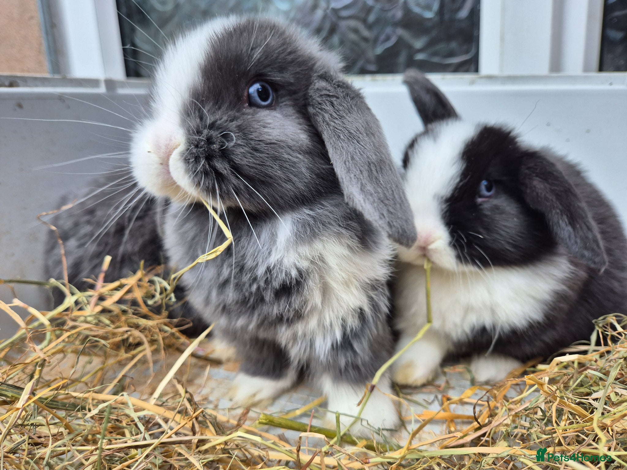 Mini Lop rabbits 5 Female mini lops  - Advert 2