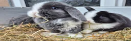 Mini Lop rabbits for sale: 5 Female mini lops  - Advert 1