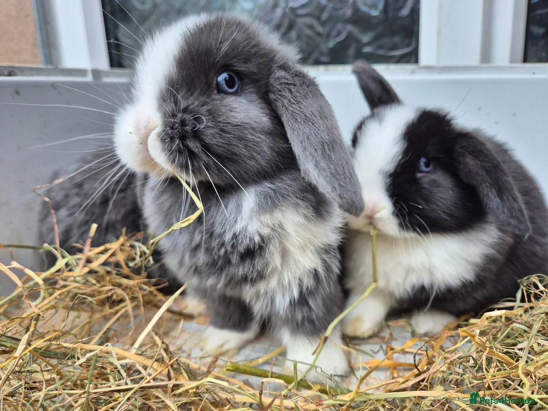 Mini Lop rabbits for sale: 5 Female mini lops  - Advert 1