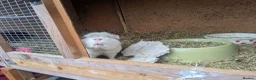Guinea Pig rodents for sale: Teddy guinea pigs boys from 5 months old - Advert 6