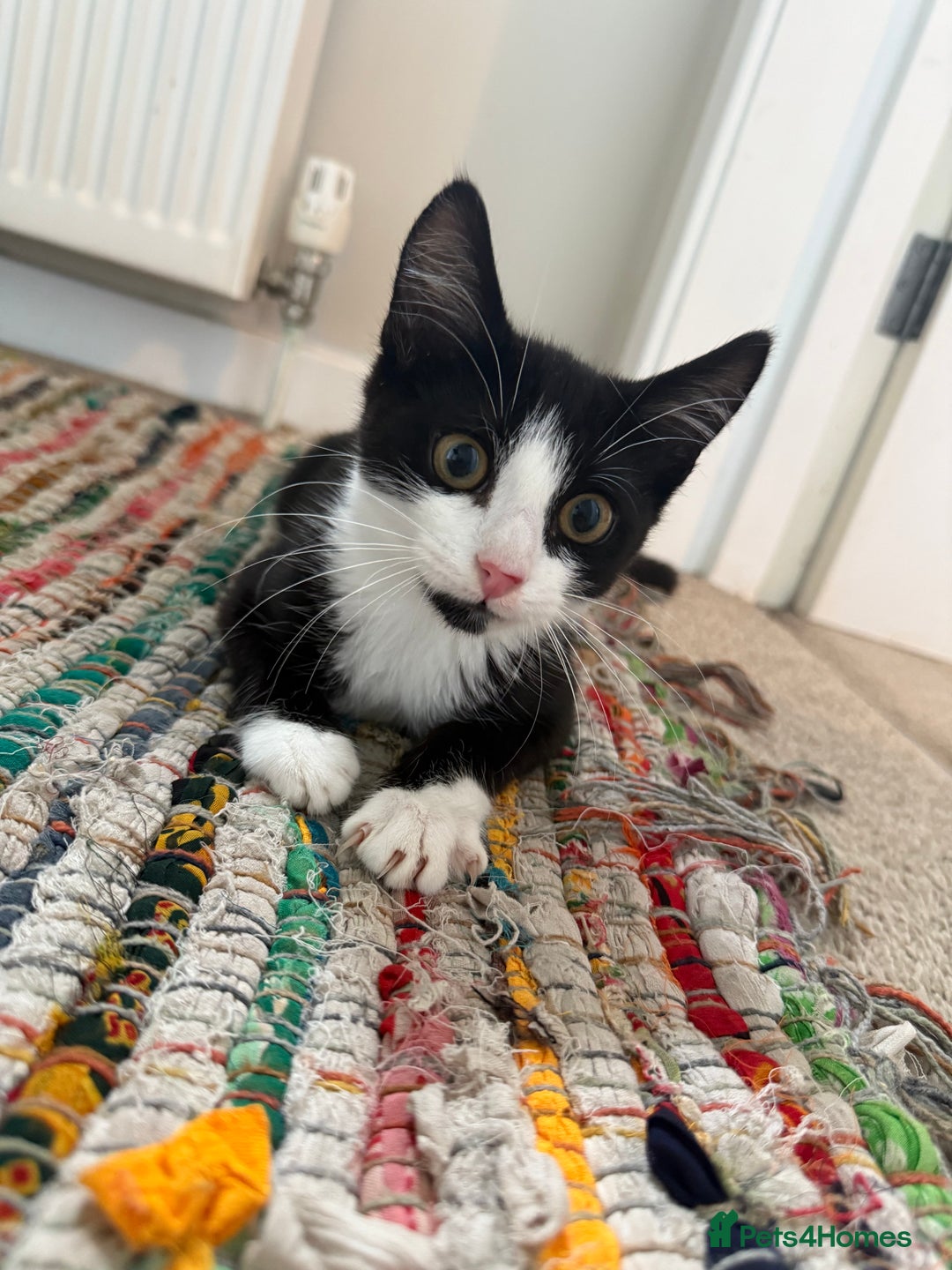 Mixed Breed cats for sale: 2 beautiful kittens - Image 1