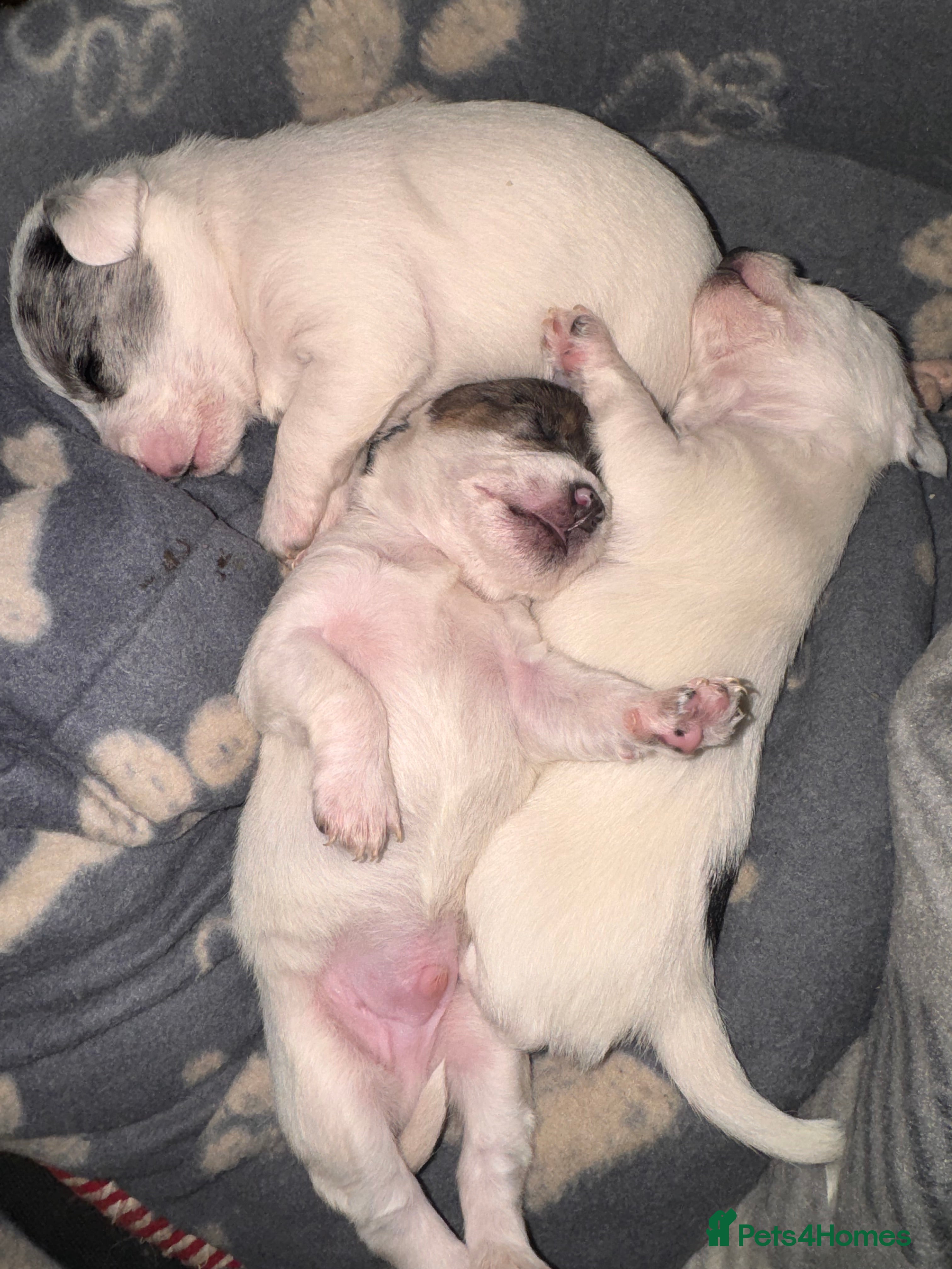 Chipoo dogs toy poodle X miniature Chihuahua, stunning 2 boys - Advert 5