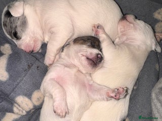 Chipoo dogs toy poodle X miniature Chihuahua, stunning 2 boys - Advert 1