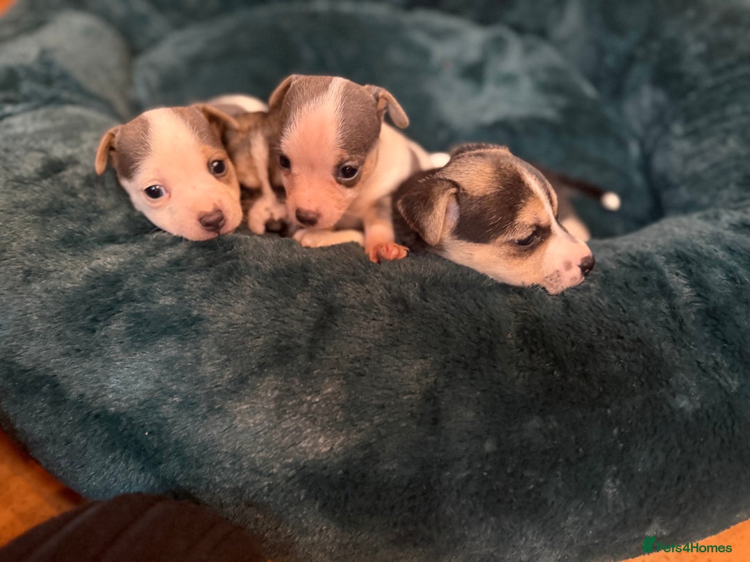 Jack Russell dogs for sale: Miniature jack Russell’s  - Advert 5