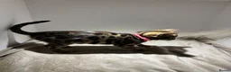 Bengal cats for sale: Tica Registered Pedigree Bengal kittens in Leeds - Advert 17