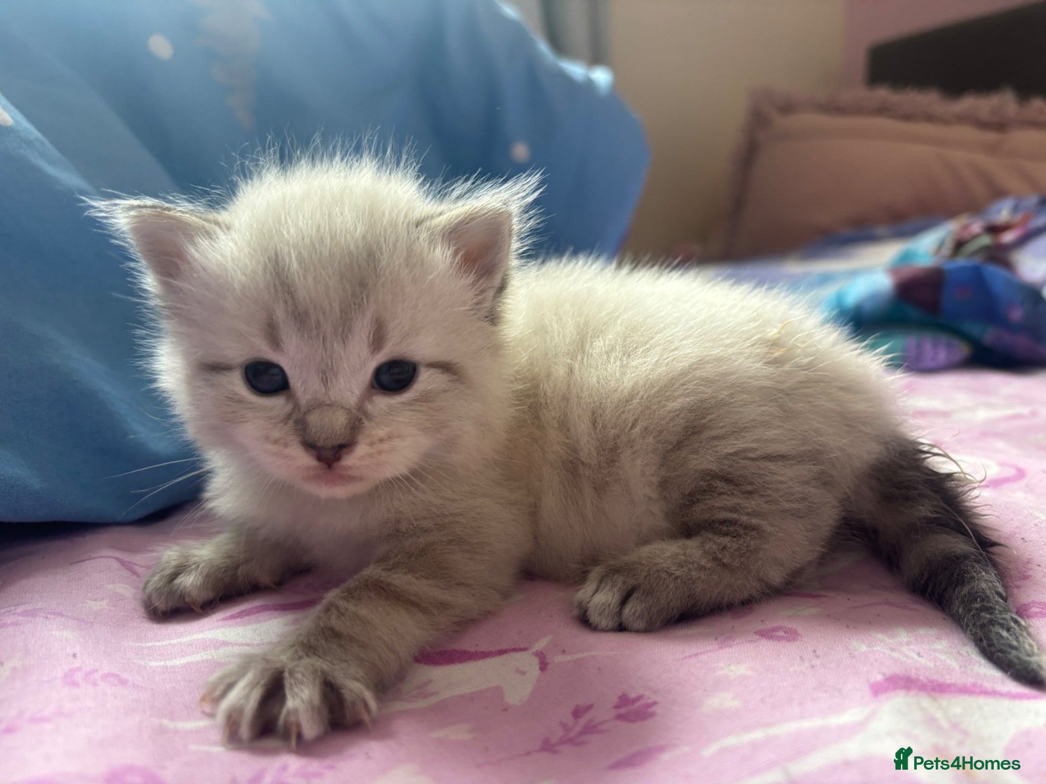 Mixed Breed cats Ragdoll x Siberian Neva Masquerade Kittens - Advert 16