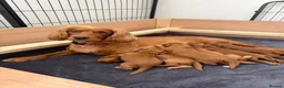 Cocker Spaniel dogs for sale: 💙 Boy Red KC Working Cocker Spaniel 💙 - Advert 4