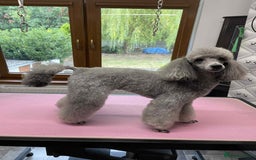 Miniature Poodle dogs for stud: Mr A Siekiera  - Image 2
