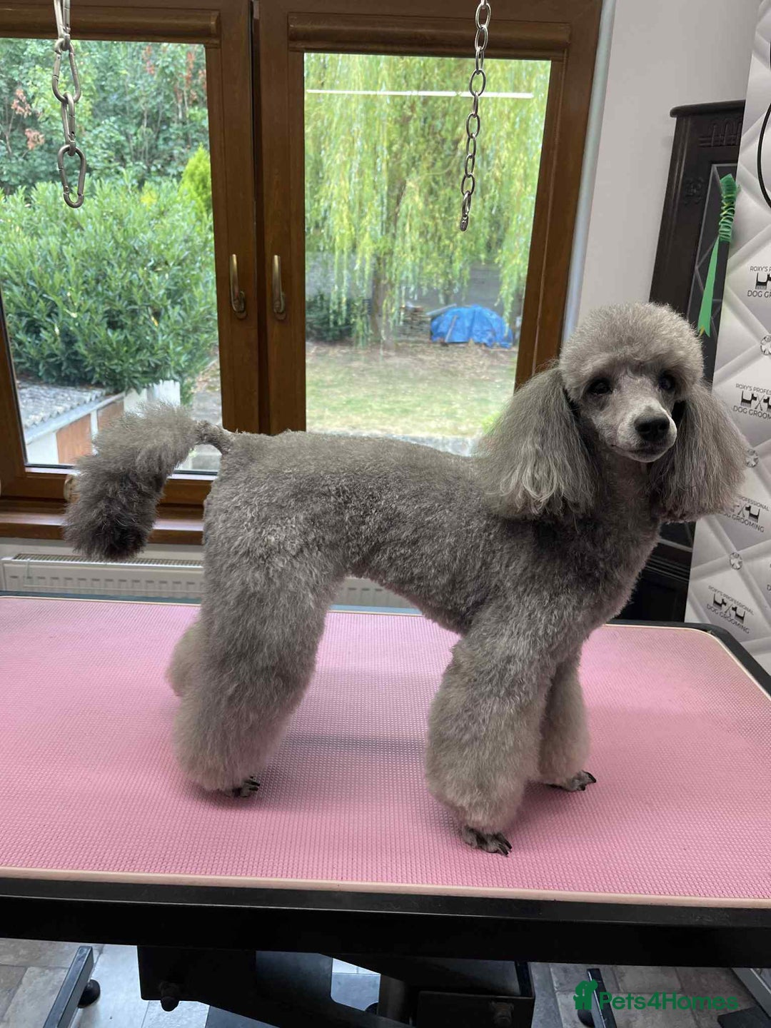 Miniature Poodle dogs for stud: Mr A Siekiera  - Image 2