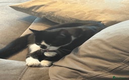 Domestic Shorthair cats for sale: TUXEDO CAT READY TO LEAVE IMMEDIATELY  - Image 3
