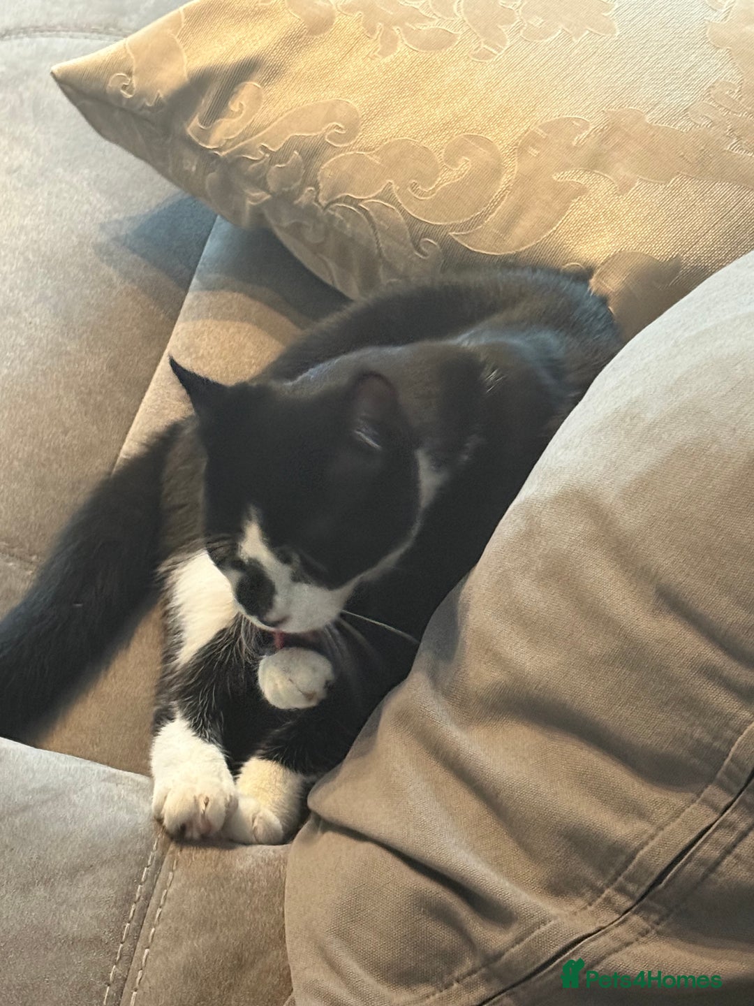 Domestic Shorthair cats for sale: TUXEDO CAT READY TO LEAVE IMMEDIATELY  - Image 3