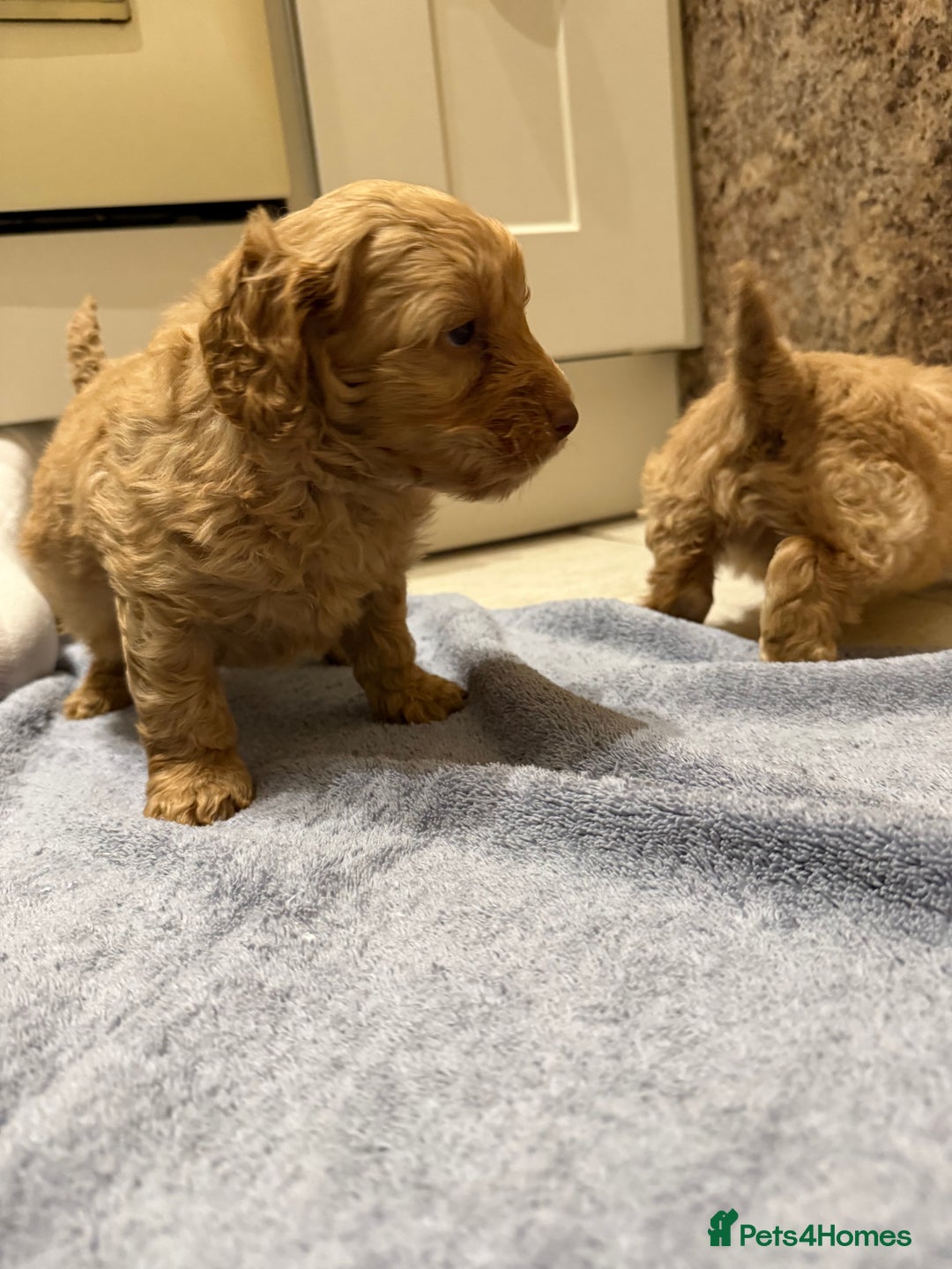 Cockapoo dogs for sale: DNA Health Tested Cockapoos  - Advert 7