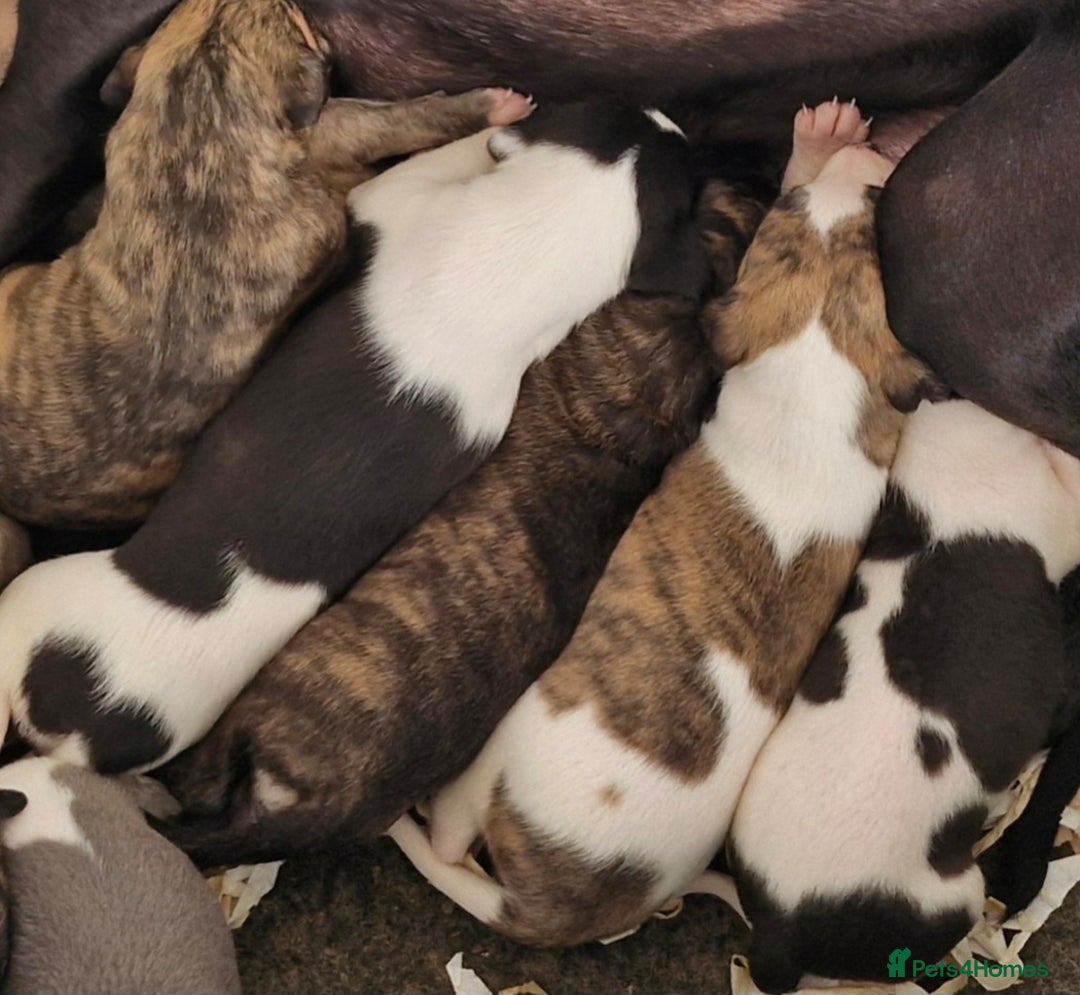 Whippet dogs for sale: Five Star KC Whippet Puppies - Image 10