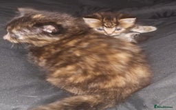 British Shorthair cats for sale: Litter of kittens - Advert 5