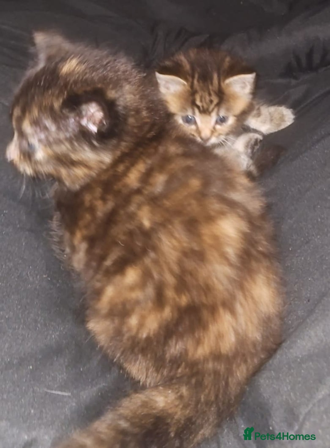 British Shorthair cats for sale: Litter of kittens - Advert 5