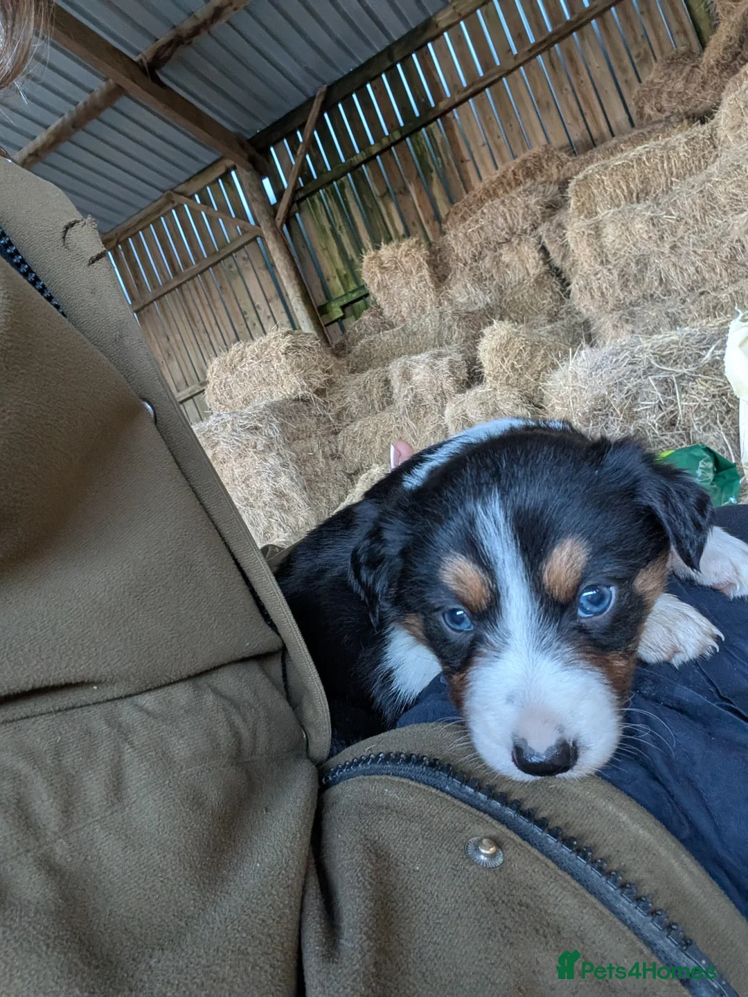 Border Collie dogs for sale: Border Collie Puppies  - Advert 10