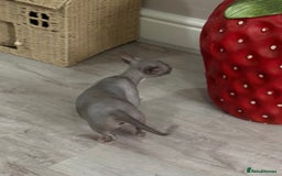 Sphynx cats for sale: Bambino blue girl  - Image 17