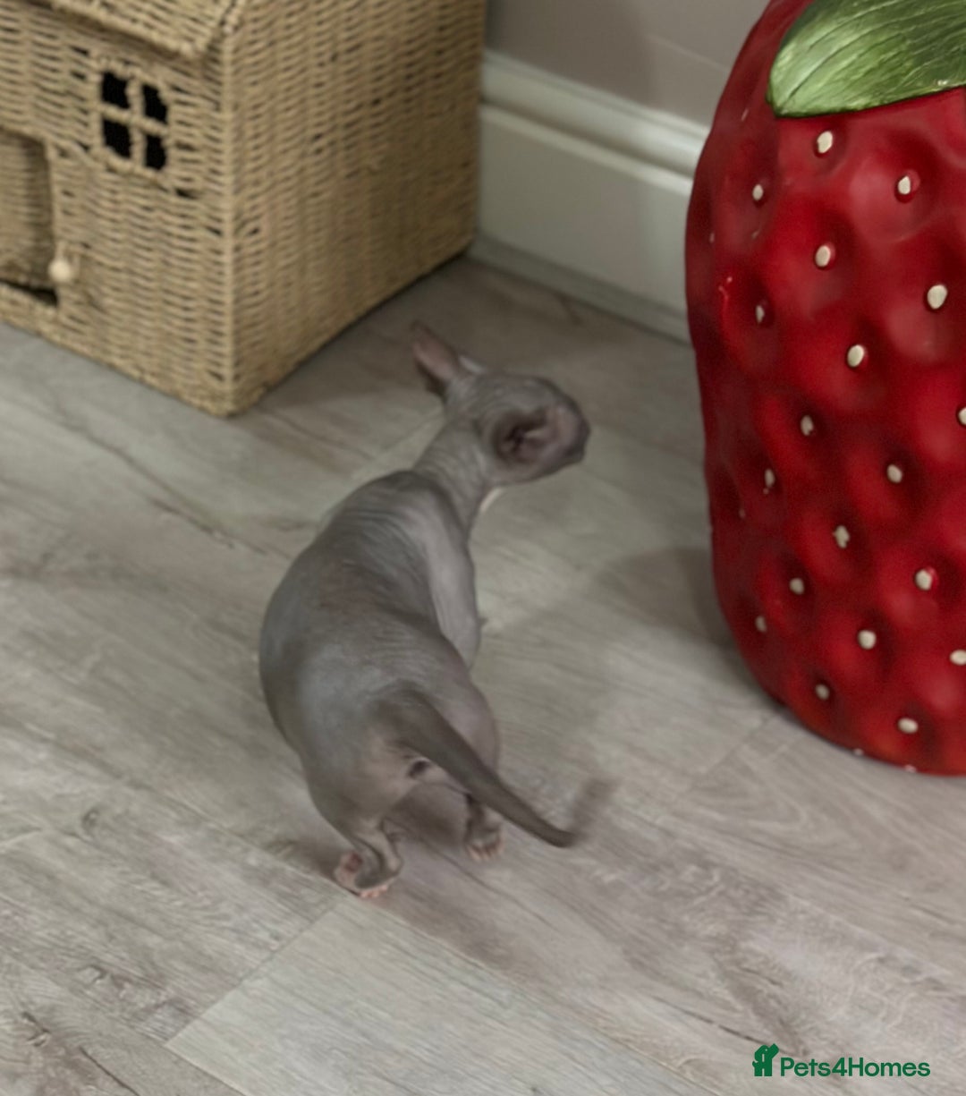 Sphynx cats for sale: Bambino blue girl  - Image 17