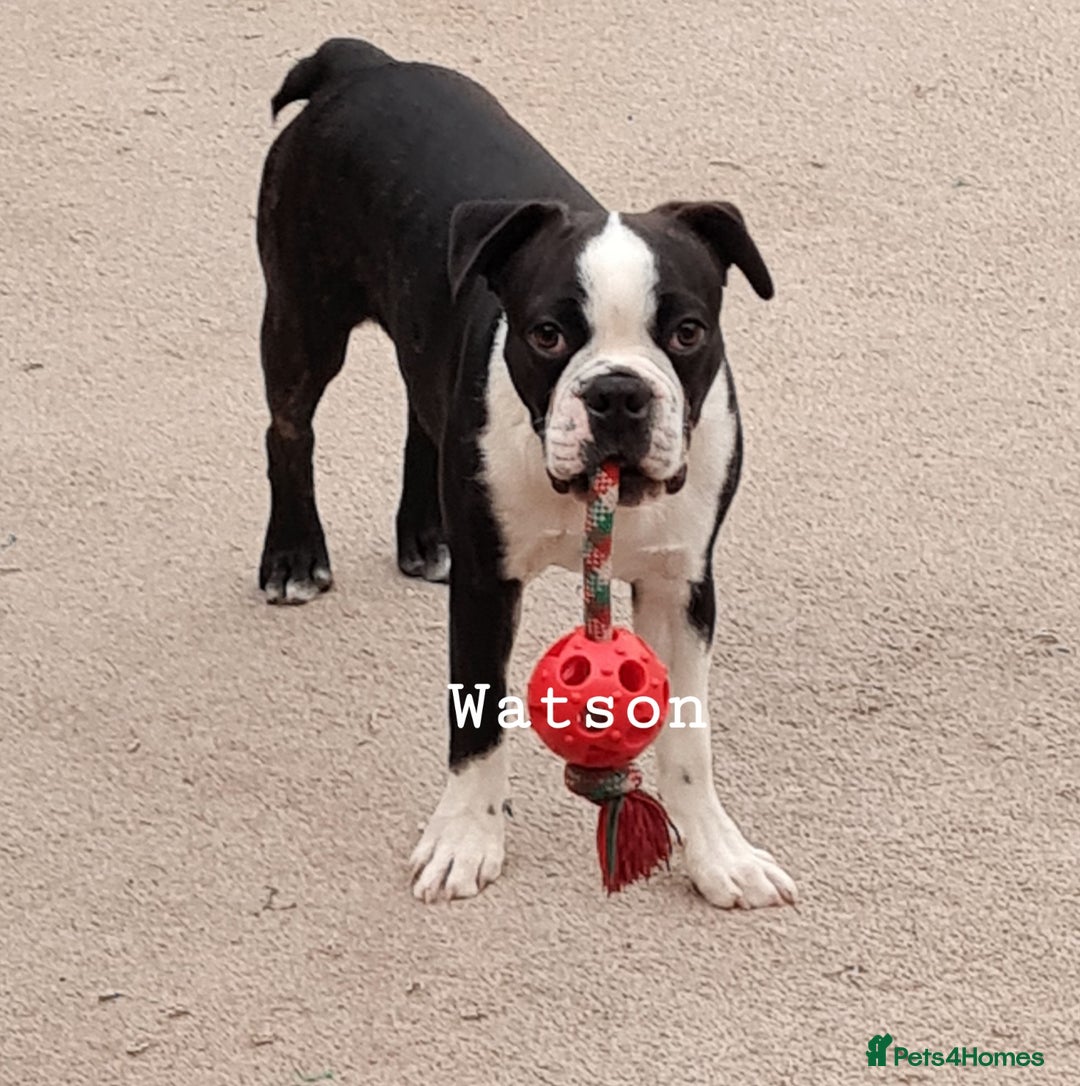 Boston Terrier dogs for sale: Need home,s ASAP  - Image 9