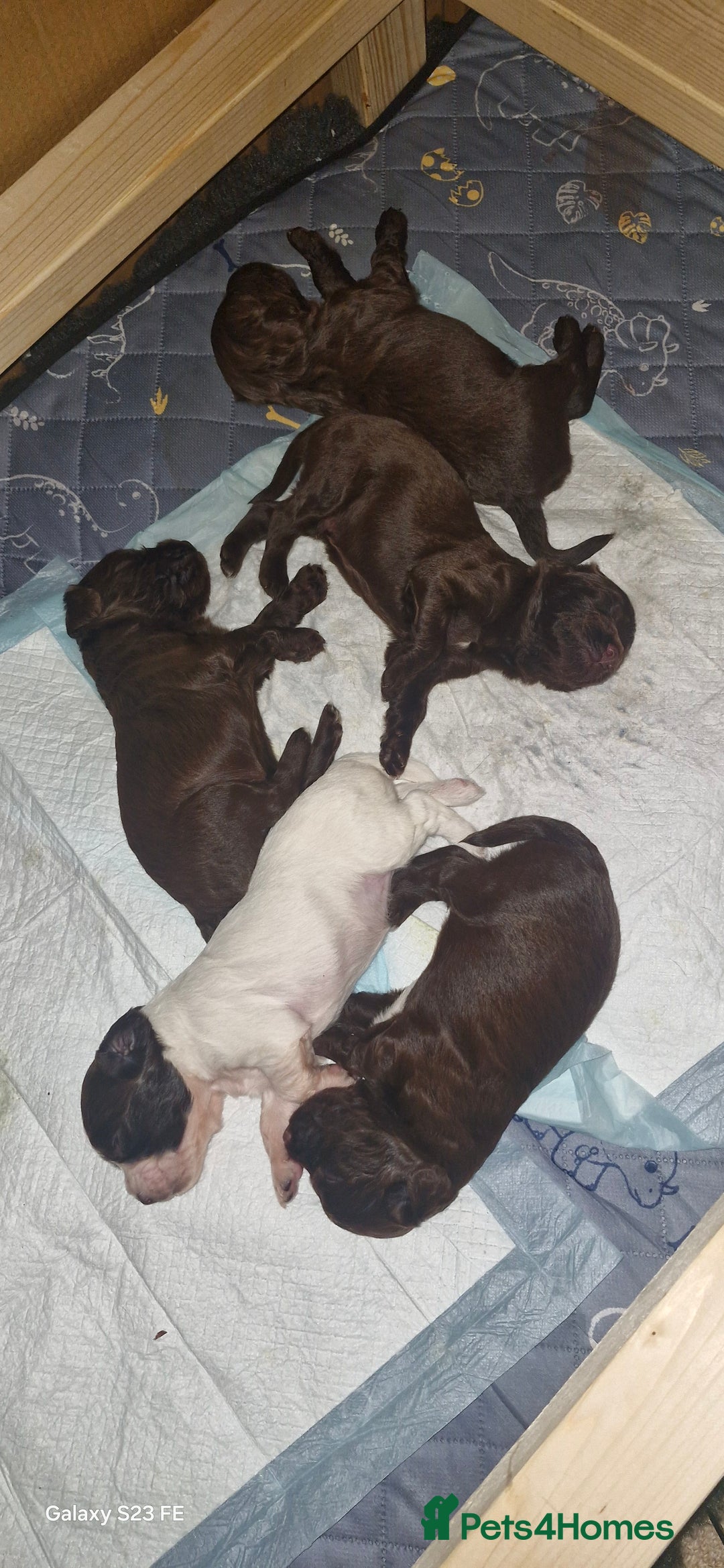 Cocker Spaniel dogs for sale: 5 Beautiful working cocker spaniel puppies  - Advert 10