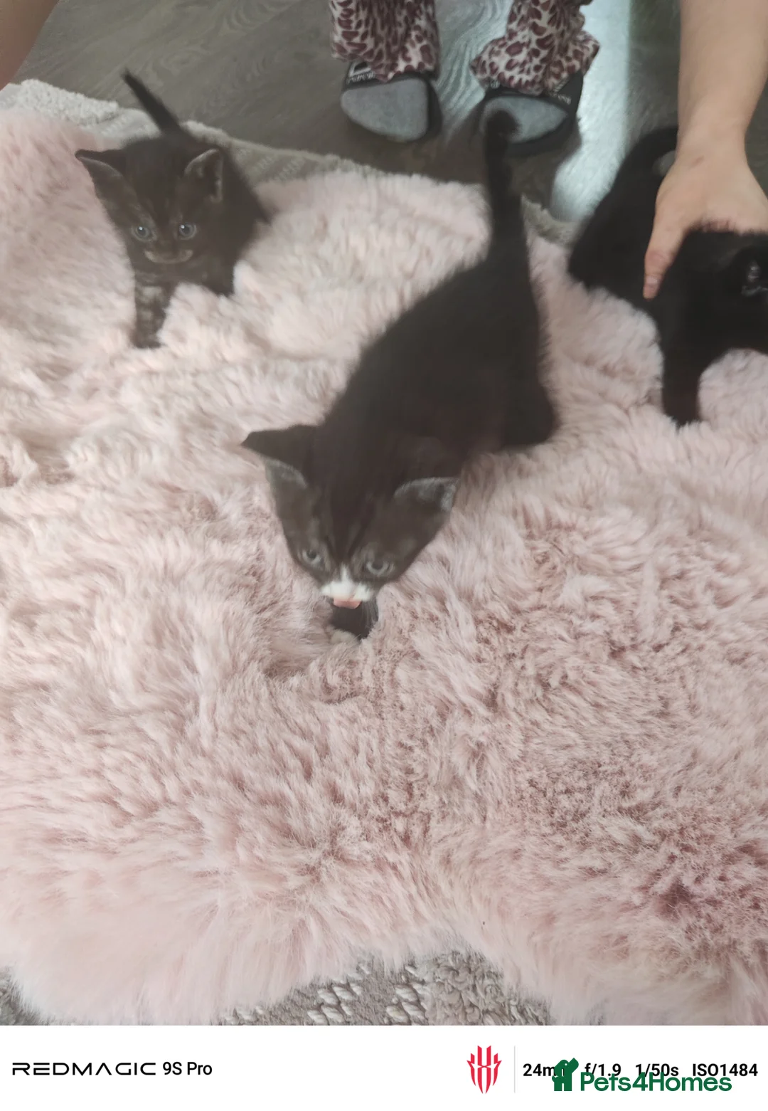 Mixed Breed cats for sale: Real life cutties! - Advert 15