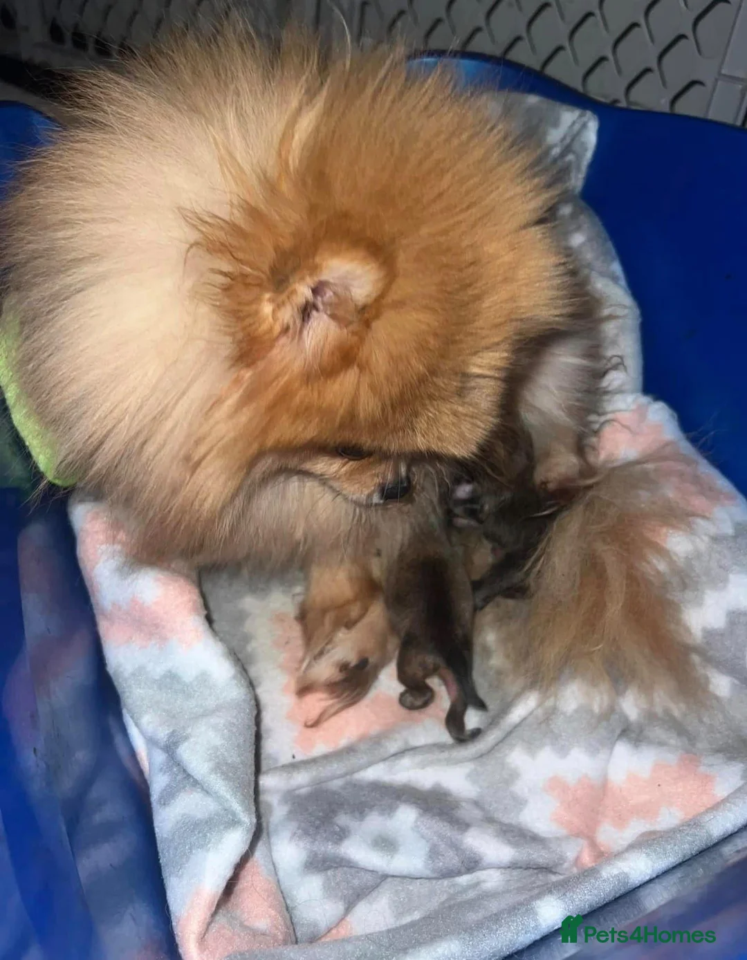 Pomeranian dogs for sale: Pomeranian puppies  - Advert 8