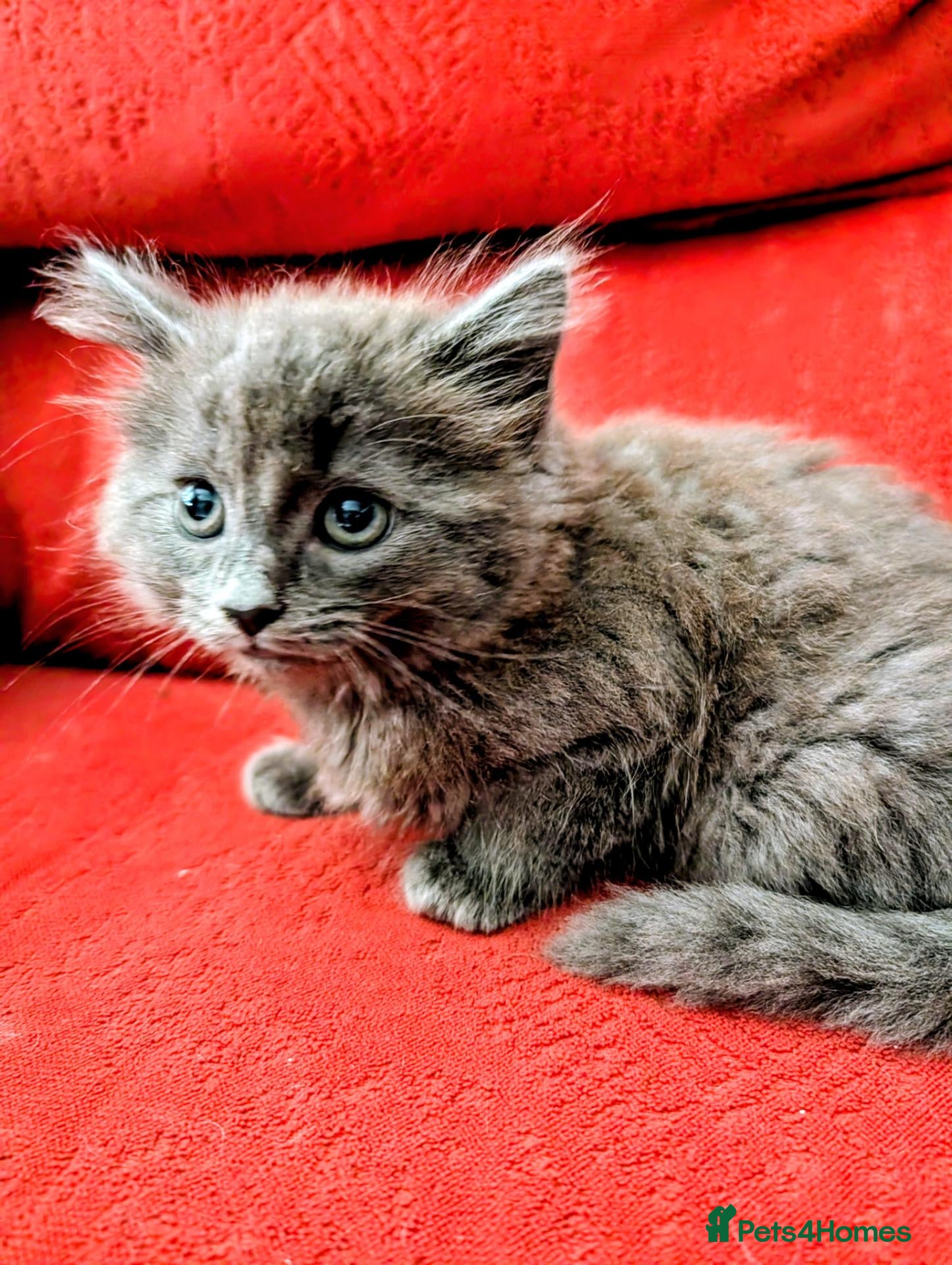 Mixed Breed cats Stunning Fluffy Kittens  - Advert 1