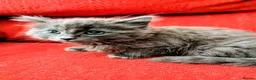 Mixed Breed cats for sale: Stunning Fluffy Kittens  - Advert 5