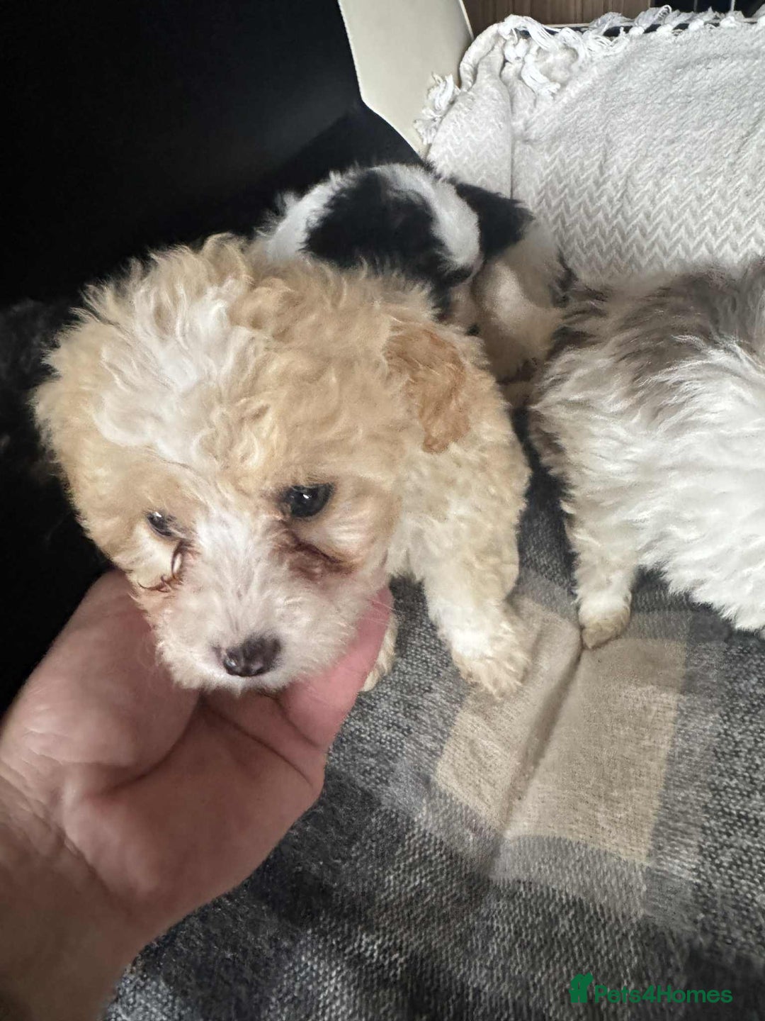 Mixed Breed dogs for sale: Bichon Maltese mix  - Advert 17